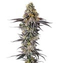 Lobster Butter (Growers Choice) feminizada