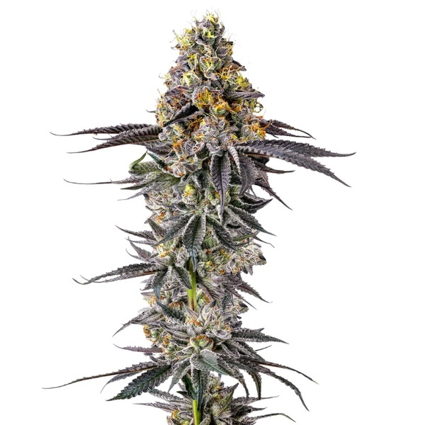 Lobster Butter (Growers Choice) feminizada