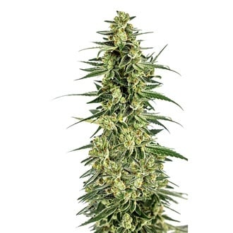 Permanent Whitemarker (Growers Choice) Feminizada