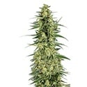 Permanent Whitemarker (Growers Choice) Feminizada