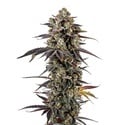 Pink Glitterbomb (Growers Choice) feminizada