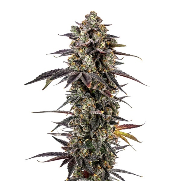 Pink Glitterbomb (Growers Choice) feminizada