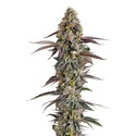 Platinum Mimosa Cookies (Growers Choice) feminizada