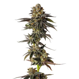 Toad Poison (Growers Choice) feminizada