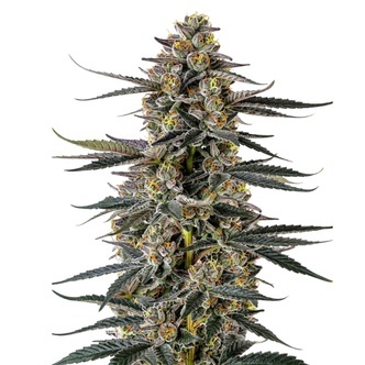 Triploid F1 Iced Sangria (Growers Choice) feminizada