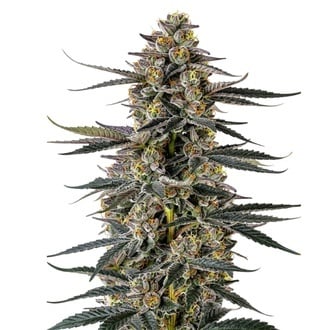 Triploid F1 Iced Sangria (Growers Choice) feminizada