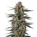 Triploid F1 Iced Sangria (Growers Choice) feminizada