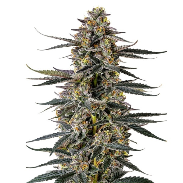 Triploid F1 Iced Sangria (Growers Choice) feminizada