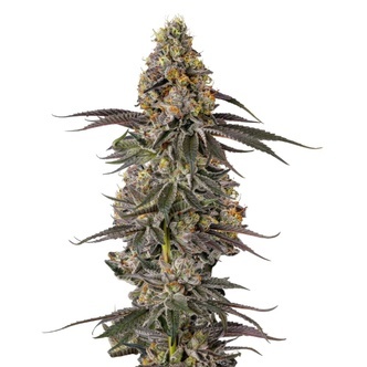 Triploid Sticky Wasabi (Growers Choice) feminizada