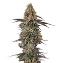 Triploide F1 Sticky Wasabi (Growers Choice) Feminizada