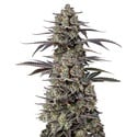 Triploid F1 Tropicana Cherry (Growers Choice) feminizada