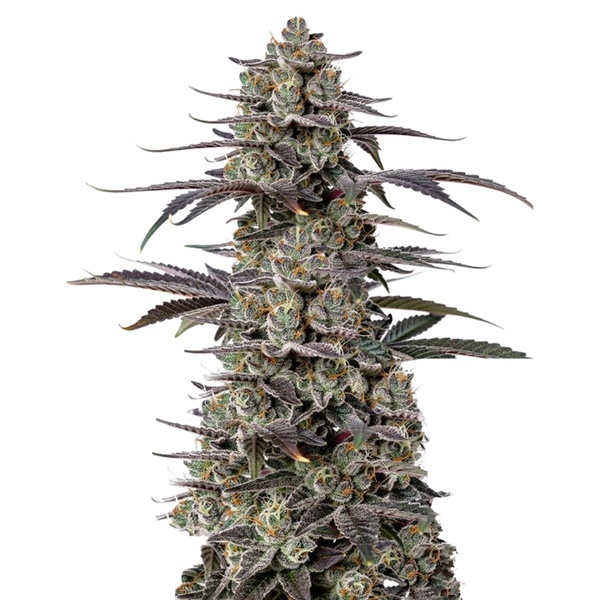 Triploid F1 Tropicana Cherry (Growers Choice) feminizada