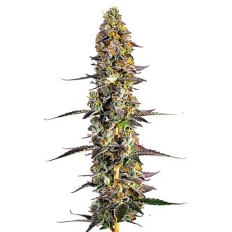 Unicorn Wagyu (Growers Choice) feminizada
