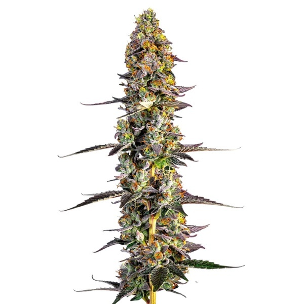 Unicorn Wagyu (Growers Choice) feminizada