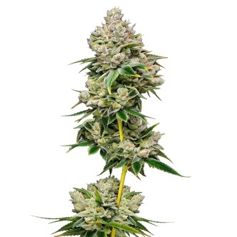 White Truffle (Growers Choice) feminizada