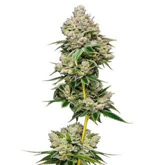 White Truffle Edi&ccedil;&atilde;o limitada (Growers Choice) feminizada