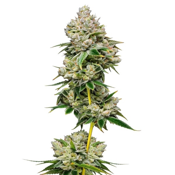 White Truffle Edição limitada (Growers Choice) feminizada