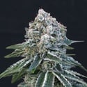 Death Roll (Exotic Seed) feminizada