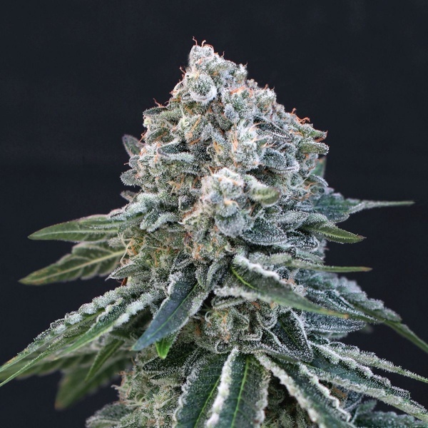 Death Roll (Exotic Seed) feminizada