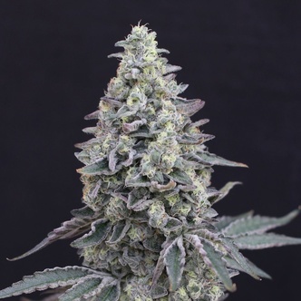 Georgia Cream Auto (Exotic Seeds) feminizada