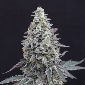 Georgia Cream Auto (Exotic Seed) feminizada