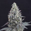 Georgia Cream Auto (Exotic Seed) feminizada