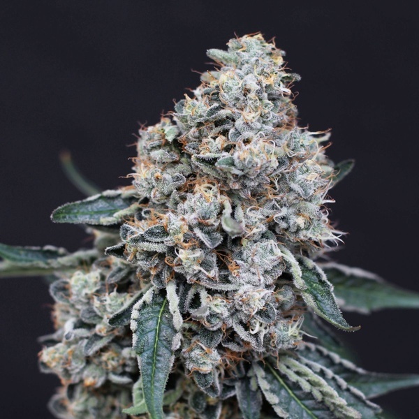 Quick Wash (Exotic Seed) feminizada