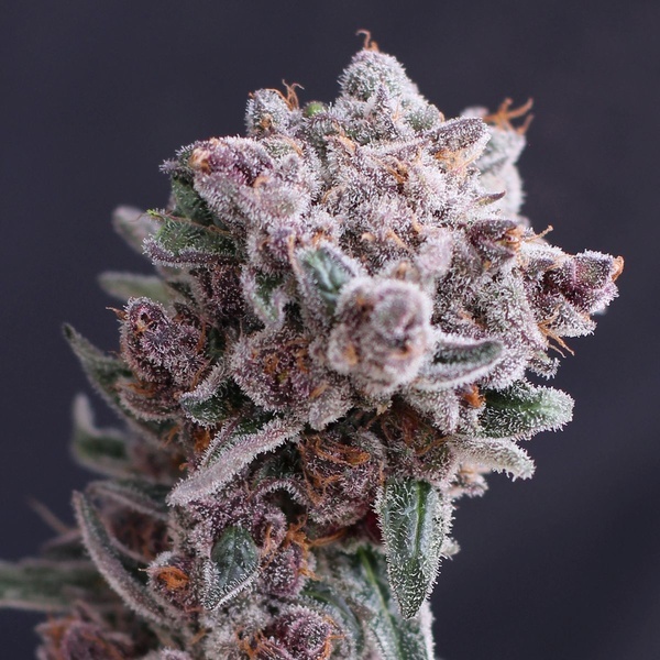 Tangie Smasher Auto (Exotic Seed) feminizada