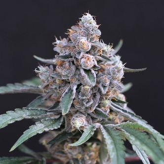 Turbo Junky (Exotic Seed) feminizada