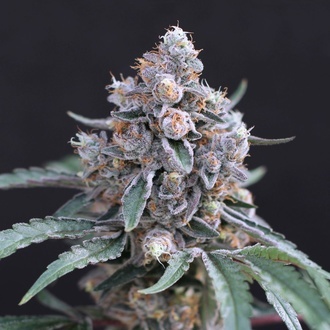 Turbo Junky (Exotic Seed) feminizada