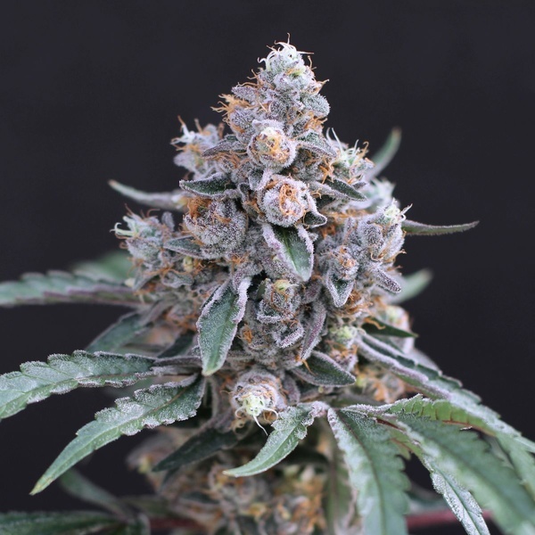 Turbo Junky (Exotic Seed) feminizada