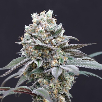 The Clash (Exotic Seed) feminizada