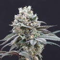 The Clash (Exotic Seed) feminizada