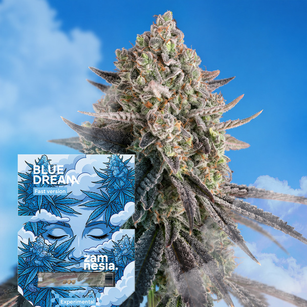 Blue Dream Fast Version (Zamnesia Seeds) feminizada