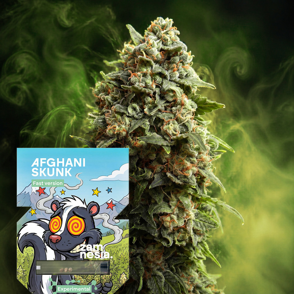 Afghani Skunk Fast Version (Zamnesia Seeds) feminizada