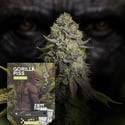 Gorilla Piss Fast Version (Zamnesia Seeds) feminizada