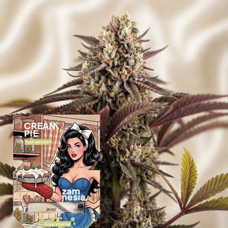 Cream Pie Fast Version (Zamnesia Seeds) feminizada