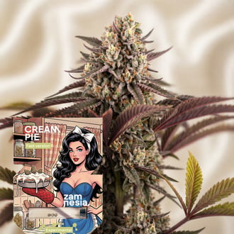 Cream Pie Fast Version (Zamnesia Seeds) feminizada