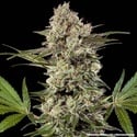 Banana Runtz F1 (Barney's Farm) feminizada