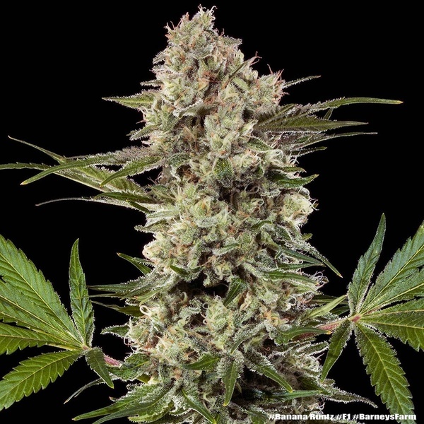 Banana Runtz F1 (Barney's Farm) feminizada