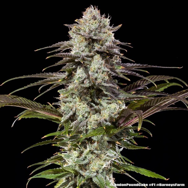 London Pound Cake F1 (Barney's Farm) feminizada