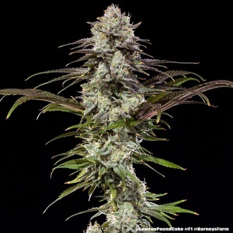 London Pound Cake F1 (Barney's Farm) feminizada