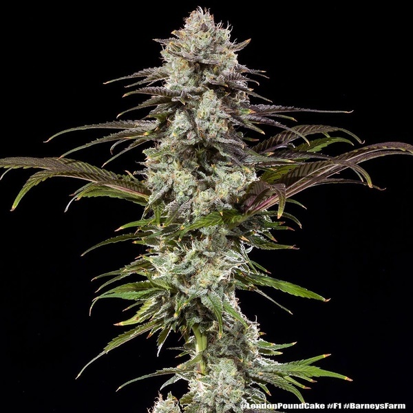 London Pound Cake F1 (Barney's Farm) feminizada