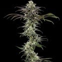 RS11 F1 (Barney's Farm) feminizada