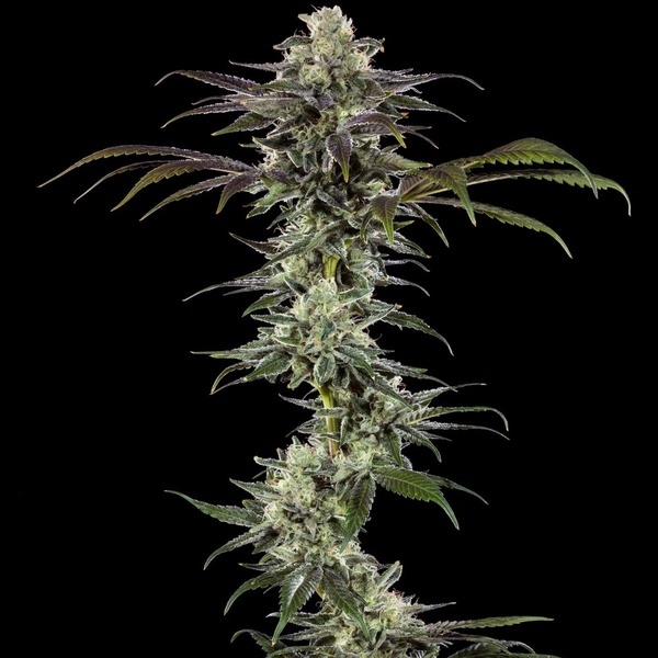 RS11 F1 (Barney's Farm) feminizada