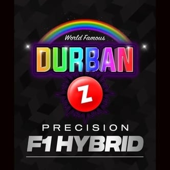 Durban Z F1 (Barney's Farm) feminizada