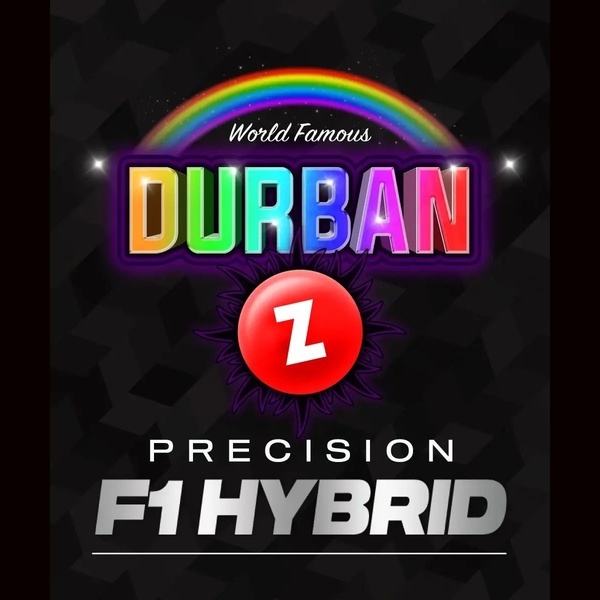Durban Z F1 (Barney's Farm) feminizada