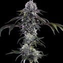 Durban Z F1 (Barney's Farm) feminizada