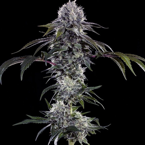 Durban Z F1 (Barney's Farm) feminizada