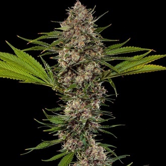 MAC 1 F1 (Barney's Farm) feminizada
